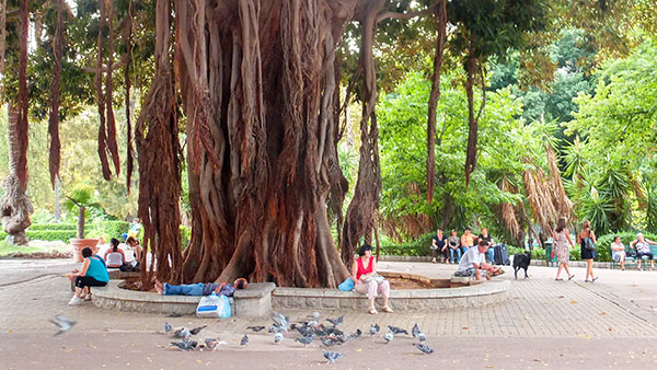Grande ficus nel parco 'Villa Garibaldi'
